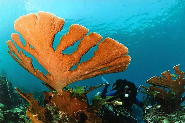 “Calentamiento” de los OCÉANOS se acelera; expertos alertan Ecocidio MARINO